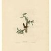 Hand-Painted Oil Painting Replica: Bewick's Wren (Plate 18, Birds of America) by John James Audubon (Dafen Artist Studio) 1 Hand painted oil painting replica of Bewicks Wren Plate 18 Birds of America by John James Audubon, Naturalism style wildlife canvas art by Dafen Studio artists