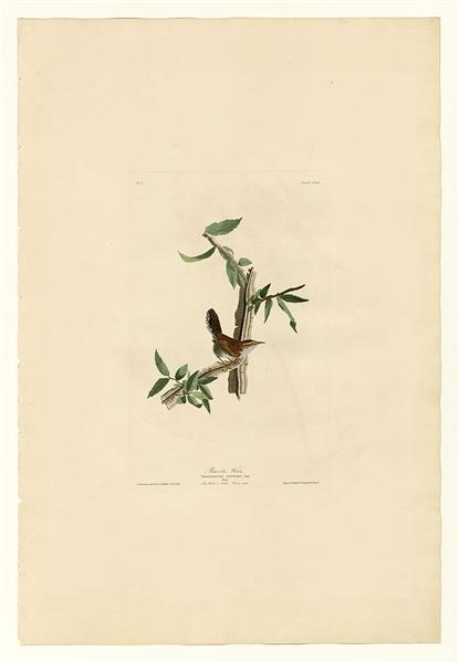 Hand-Painted Oil Painting Replica: Bewick’s Wren (Plate 18, Birds of America) by John James Audubon (Dafen Artist Studio)