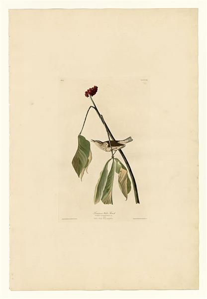 Hand-Painted Oil Painting Replica: Louisiana Water Thrush (Plate 19, Birds of America) by John James Audubon (Dafen Artist Studio)