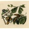 Hand-Painted Oil Painting Replica: Yellow-billed Cuckoo (Plate 2, Birds of America) by John James Audubon (Dafen Artist Studio) 2 Hand painted oil painting replica of Yellow-billed Cuckoo Plate 2 Birds of America by John James Audubon, Naturalism style wildlife canvas art by Dafen Studio artists