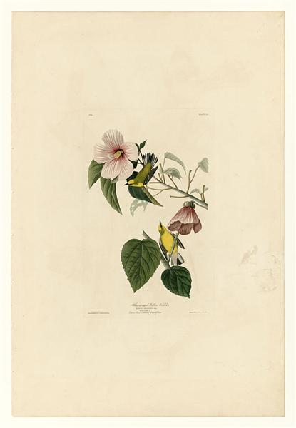 Hand-Painted Oil Painting Replica: Blue-winged Yellow Warbler (Plate 20, Birds of America) by John James Audubon (Dafen Artist Studio)