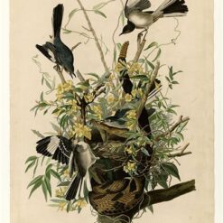 Hand painted oil painting replica of Mocking Bird Plate 21 Birds of America by John James Audubon, Naturalism style wildlife canvas art by Dafen Studio artists