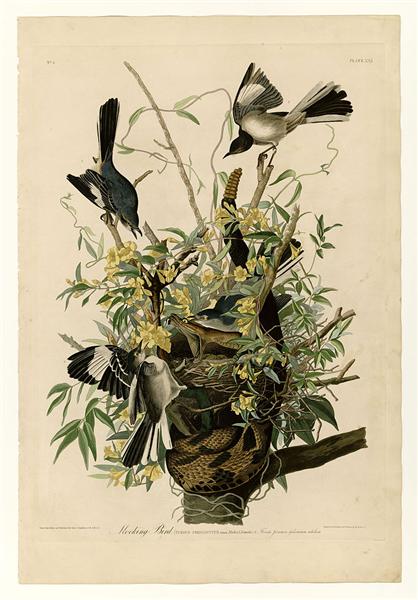 Hand-Painted Oil Painting Replica: Mocking Bird (Plate 21, Birds of America) by John James Audubon (Dafen Artist Studio)
