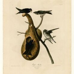 Hand painted oil painting replica of Purple Martin Plate 22 Birds of America by John James Audubon, Naturalism style wildlife canvas art by Dafen Studio artists