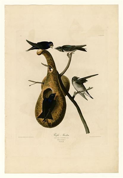 Hand-Painted Oil Painting Replica: Purple Martin (Plate 22, Birds of America) by John James Audubon (Dafen Artist Studio)