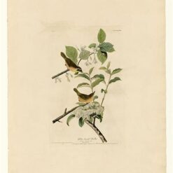 Hand painted oil painting replica of Yellow-breasted Warbler Plate 23 Birds of America by John James Audubon, Naturalism style wildlife canvas art by Dafen Studio artists