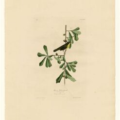 Hand painted oil painting replica of Roscoe's Yellow-throat Plate 24 Birds of America by John James Audubon, Naturalism style wildlife canvas art by Dafen Studio artists