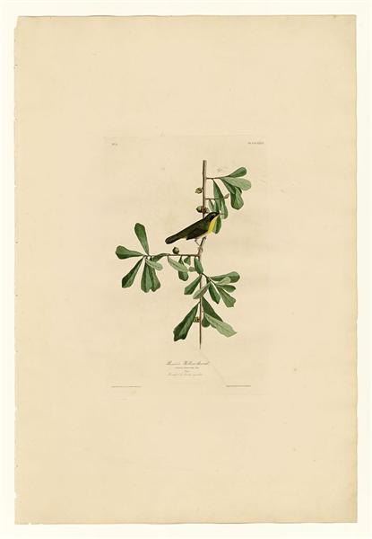 Hand-Painted Oil Painting Replica: Roscoe’s Yellow-throat (Plate 24, Birds of America) by John James Audubon (Dafen Artist Studio)
