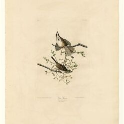 Hand painted oil painting replica of Song Sparrow Plate 25 Birds of America by John James Audubon, Naturalism style wildlife canvas art by Dafen Studio artists