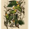 Hand painted oil painting replica of Carolina Parrot Plate 26 Birds of America by John James Audubon, Naturalism style wildlife canvas art by Dafen Studio artists