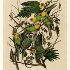 Hand painted oil painting replica of Carolina Parrot Plate 26 Birds of America by John James Audubon, Naturalism style wildlife canvas art by Dafen Studio artists