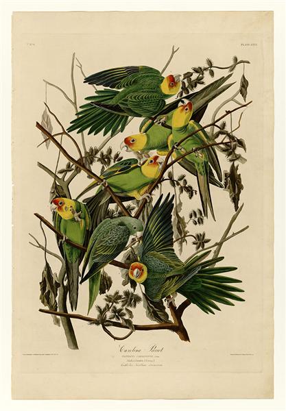 Hand-Painted Oil Painting Replica: Carolina Parrot (Plate 26, Birds of America) by John James Audubon (Dafen Artist Studio)