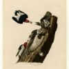 Hand-Painted Oil Painting Replica: Red-headed Woodpecker (Plate 27, Birds of America) by John James Audubon (Dafen Artist Studio) 1 Hand painted oil painting replica of Red headed Woodpecker Plate 27 Birds of America by John James Audubon, Naturalism style wildlife canvas art by Dafen Studio artists