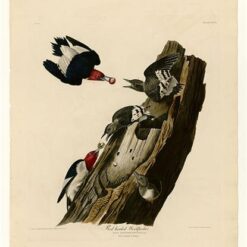 Hand painted oil painting replica of Red headed Woodpecker Plate 27 Birds of America by John James Audubon, Naturalism style wildlife canvas art by Dafen Studio artists