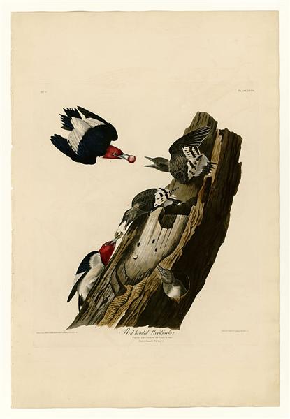Hand-Painted Oil Painting Replica: Red-headed Woodpecker (Plate 27, Birds of America) by John James Audubon (Dafen Artist Studio)