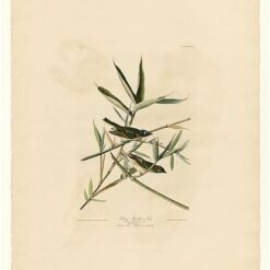 Hand painted oil painting replica of Solitary Flycatcher or Vireo Plate 28 Birds of America by John James Audubon, Naturalism style wildlife canvas art by Dafen Studio artists