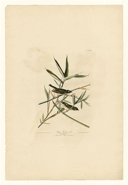 Hand-Painted Oil Painting Replica: Solitary Flycatcher or Vireo (Plate 28, Birds of America) by John James Audubon (Dafen Artist Studio)