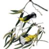 Hand-Painted Oil Painting Replica: Prothonotary Warbler (Plate 3, Birds of America) by John James Audubon (Dafen Artist Studio) 2 Hand painted oil painting replica of Prothonotary Warbler Plate 3 Birds of America by John James Audubon, Naturalism style wildlife canvas art by Dafen Studio artists