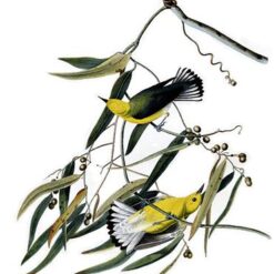 Hand painted oil painting replica of Prothonotary Warbler Plate 3 Birds of America by John James Audubon, Naturalism style wildlife canvas art by Dafen Studio artists
