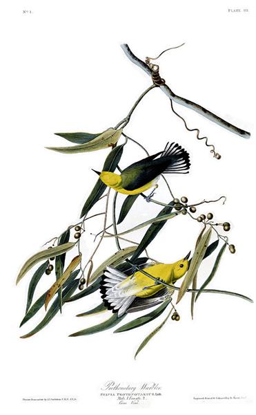Hand-Painted Oil Painting Replica: Prothonotary Warbler (Plate 3, Birds of America) by John James Audubon (Dafen Artist Studio)