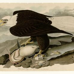 Hand painted oil painting replica of White headed Eagle Plate 31 Birds of America by John James Audubon, Naturalism style wildlife canvas art by Dafen Studio artists