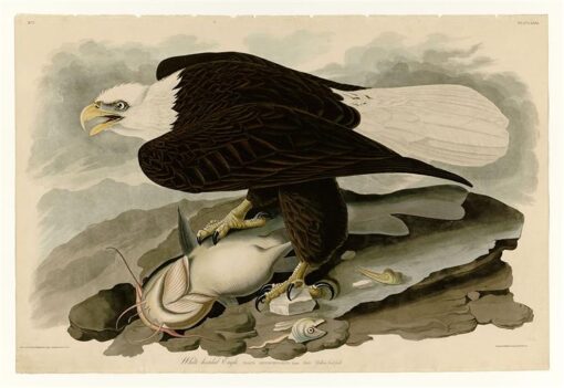 Hand-Painted Oil Painting Replica: White-headed Eagle (Plate 31, Birds of America) by John James Audubon (Dafen Artist Studio)