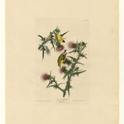 Hand painted oil painting replica of American Goldfinch Plate 33 Birds of America by John James Audubon, Naturalism style songbird canvas art by Dafen Studio artists