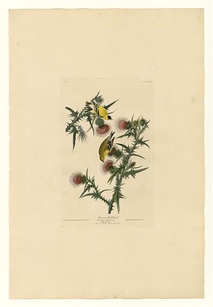 Hand-Painted Oil Painting Replica: American Goldfinch (Plate 33, Birds of America) by John James Audubon (Dafen Artist Studio)