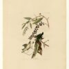 Hand painted oil painting replica of Worm eating Warbler Plate 34 Birds of America by John James Audubon, Naturalism style songbird canvas art by Dafen Studio artists