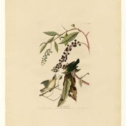 Hand painted oil painting replica of Worm eating Warbler Plate 34 Birds of America by John James Audubon, Naturalism style songbird canvas art by Dafen Studio artists