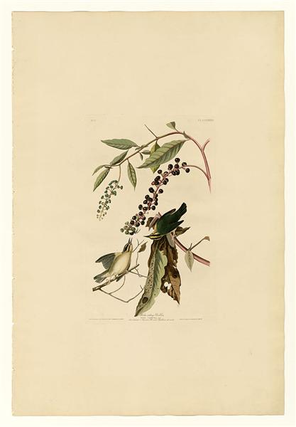 Hand-Painted Oil Painting Replica: Worm-eating Warbler (Plate 34, Birds of America) by John James Audubon (Dafen Artist Studio)