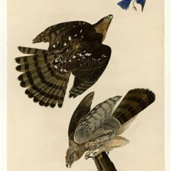 Hand painted oil painting replica of Stanley Hawk Plate 36 Birds of America by John James Audubon, Naturalism style raptor canvas art by Dafen Studio artists