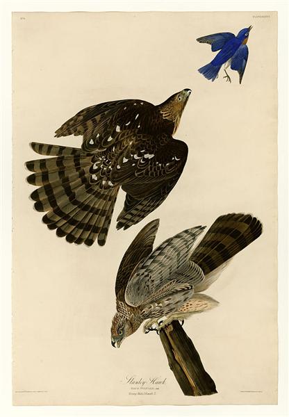 Hand-Painted Oil Painting Replica: Stanley Hawk (Plate 36, Birds of America) by John James Audubon (Dafen Artist Studio)