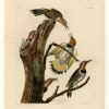 Hand-Painted Oil Painting Replica: Golden-winged Woodpecker (Plate 37, Birds of America) by John James Audubon (Dafen Artist Studio) 2 Hand painted oil painting replica of Golden-winged Woodpecker Plate 37 Birds of America by John James Audubon, Naturalism style bird canvas art by Dafen Studio artistsStyle:Naturalism Series:Birds of America 1827-1838 Genre:illustration