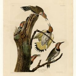 Hand painted oil painting replica of Golden-winged Woodpecker Plate 37 Birds of America by John James Audubon, Naturalism style bird canvas art by Dafen Studio artistsStyle:Naturalism Series:Birds of America 1827-1838 Genre:illustration