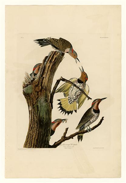 Hand-Painted Oil Painting Replica: Golden-winged Woodpecker (Plate 37, Birds of America) by John James Audubon (Dafen Artist Studio)