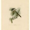 Hand-Painted Oil Painting Replica: Crested Titmouse (Plate 39, Birds of America) by John James Audubon (Dafen Artist Studio) 1 Hand painted oil painting replica of Crested Titmouse Plate 39 Birds of America by John James Audubon, Naturalism style songbird canvas art by Dafen Studio artists