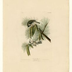 Hand painted oil painting replica of Crested Titmouse Plate 39 Birds of America by John James Audubon, Naturalism style songbird canvas art by Dafen Studio artists