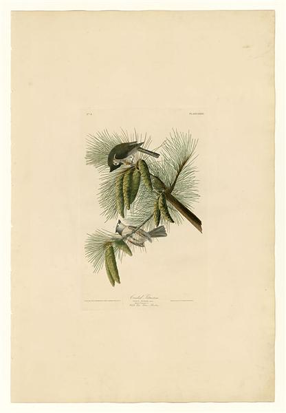 Hand-Painted Oil Painting Replica: Crested Titmouse (Plate 39, Birds of America) by John James Audubon (Dafen Artist Studio)