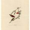 Hand-Painted Oil Painting Replica: Purple Finch (Plate 4, Birds of America) by John James Audubon (Dafen Artist Studio) 2 Hand painted oil painting replica of Purple Finch Plate 4 Birds of America by John James Audubon, Naturalism style wildlife canvas art by Dafen Studio artists