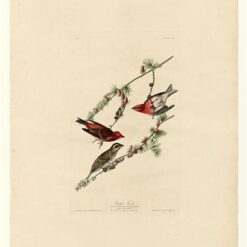 Hand painted oil painting replica of Purple Finch Plate 4 Birds of America by John James Audubon, Naturalism style wildlife canvas art by Dafen Studio artists