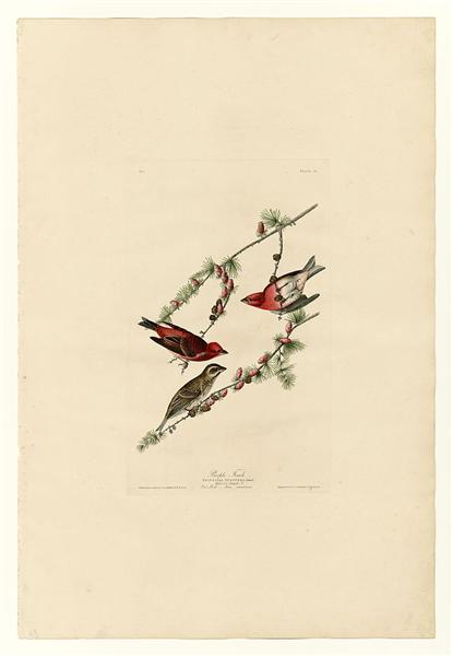 Hand-Painted Oil Painting Replica: Purple Finch (Plate 4, Birds of America) by John James Audubon (Dafen Artist Studio)