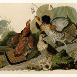 Hand painted oil painting replica of Ruffed Grouse Plate 41 Birds of America by John James Audubon, Naturalism style game bird canvas art by Dafen Studio artists