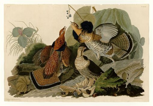 Hand-Painted Oil Painting Replica: Ruffed Grouse (Plate 41, Birds of America) by John James Audubon (Dafen Artist Studio)