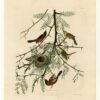 Hand painted oil painting replica of Orchard Oriole Plate 42 Birds of America by John James Audubon, Naturalism style songbird canvas art by Dafen Studio artists