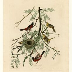 Hand painted oil painting replica of Orchard Oriole Plate 42 Birds of America by John James Audubon, Naturalism style songbird canvas art by Dafen Studio artists