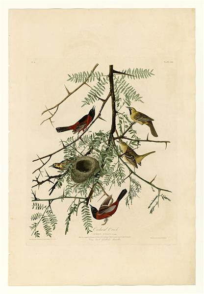 Hand-Painted Oil Painting Replica: Orchard Oriole (Plate 42, Birds of America) by John James Audubon (Dafen Artist Studio)