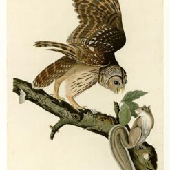 Hand painted oil painting replica of Barred Owl Plate 46 Birds of America by John James Audubon, Naturalism style owl canvas art by Dafen Studio artists