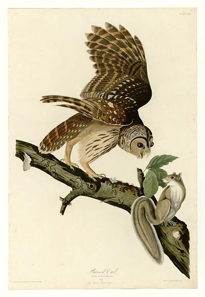 Hand-Painted Oil Painting Replica: Barred Owl (Plate 46, Birds of America) by John James Audubon (Dafen Artist Studio)