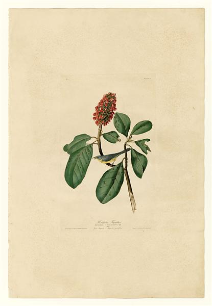Hand-Painted Oil Painting Replica: Bonaparte’s Flycatcher (Plate 5, Birds of America) by John James Audubon (Dafen Artist Studio)